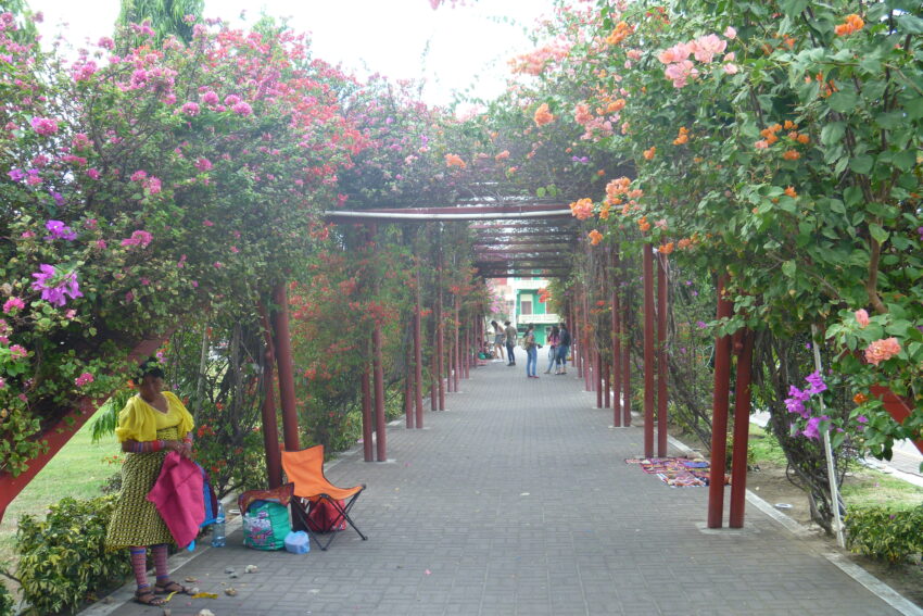 A flowery spot in Panama City, Panama. Susan Kraus photos.