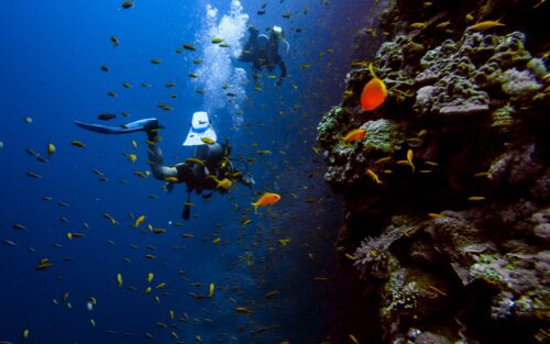 At some adult summer camps, people can learn new skills such as scuba diving.
