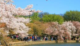 The remarkable cherry blossoms around Washington’s Tidal Basin are nature’s fiery announcement that spring is here.