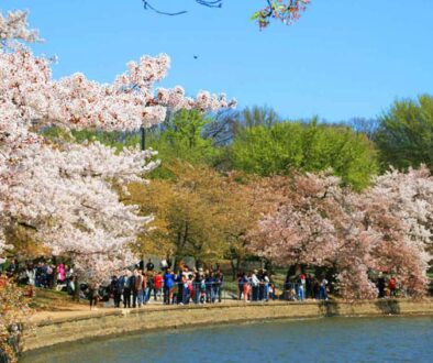 The remarkable cherry blossoms around Washington’s Tidal Basin are nature’s fiery announcement that spring is here.