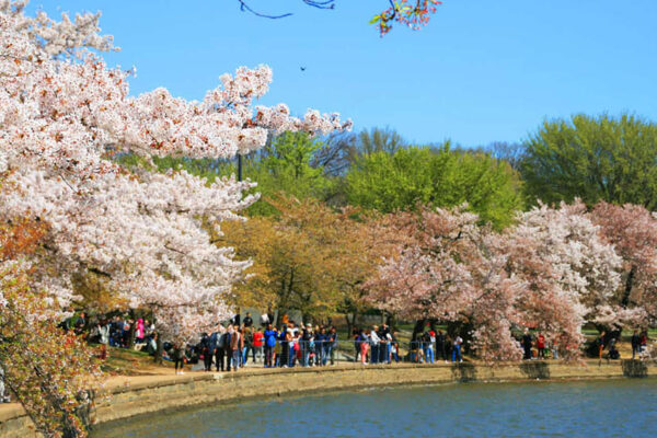 The remarkable cherry blossoms around Washington’s Tidal Basin are nature’s fiery announcement that spring is here.