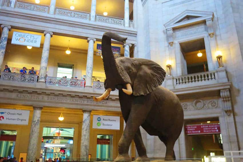 The historic 11-ton, 13-foot-tall elephant has been on display in the Museum of Natural History's rotunda since 1959.