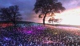 Field-of-Light-at-Sensorio