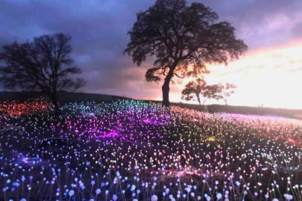 Field of Light at Sensorio 1