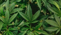 Weed Alt Text