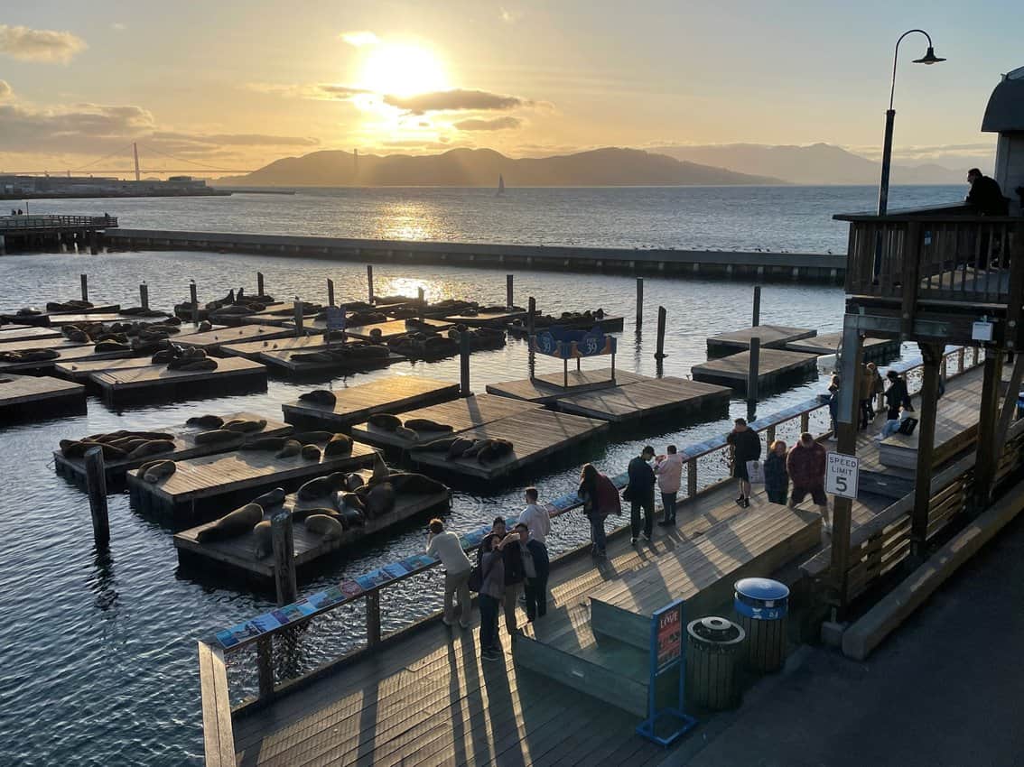 California, We Still Love You 5 The sea lions of Pier 39 in California.
