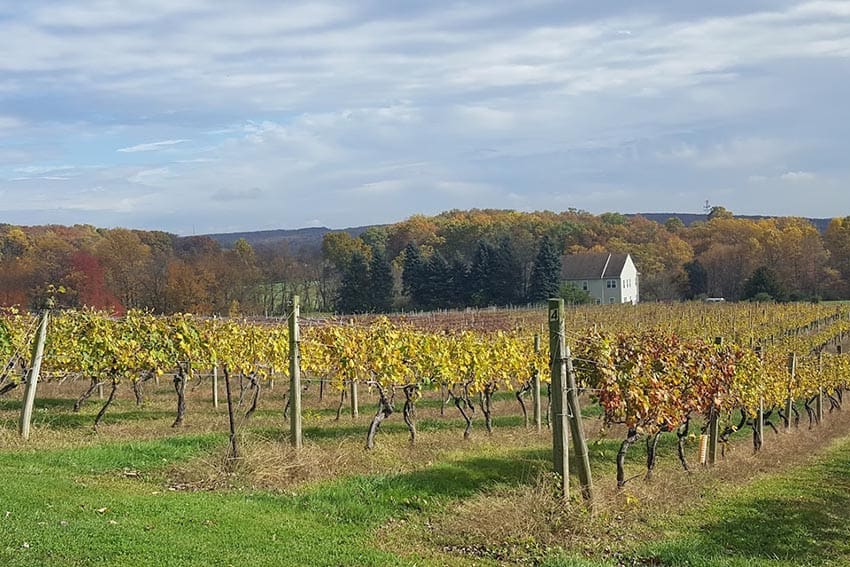 Fiore Winery fall colors - At Fiore. Lands with grapes are referred to as “under vine.” The Harford County Libation Trail.