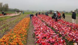 tourists-tulips