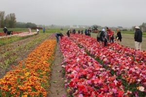 Keukenhof Gardens and The Tulips tourists-tulips