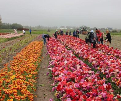 tourists-tulips