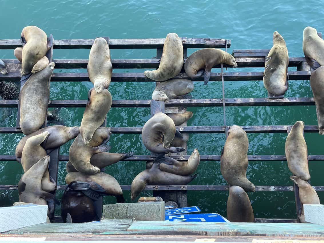 California, We Still Love You 7 Sea Lions on the St. Cruz wharf