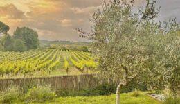 Vineyards border the property of La Belugue, in the town of Beaumont-de-Pertuis, Provence France. Mary Gilman photo.