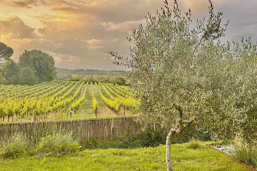 Vineyards border the property of La Belugue, in the town of Beaumont-de-Pertuis, Provence France. Mary Gilman photo.