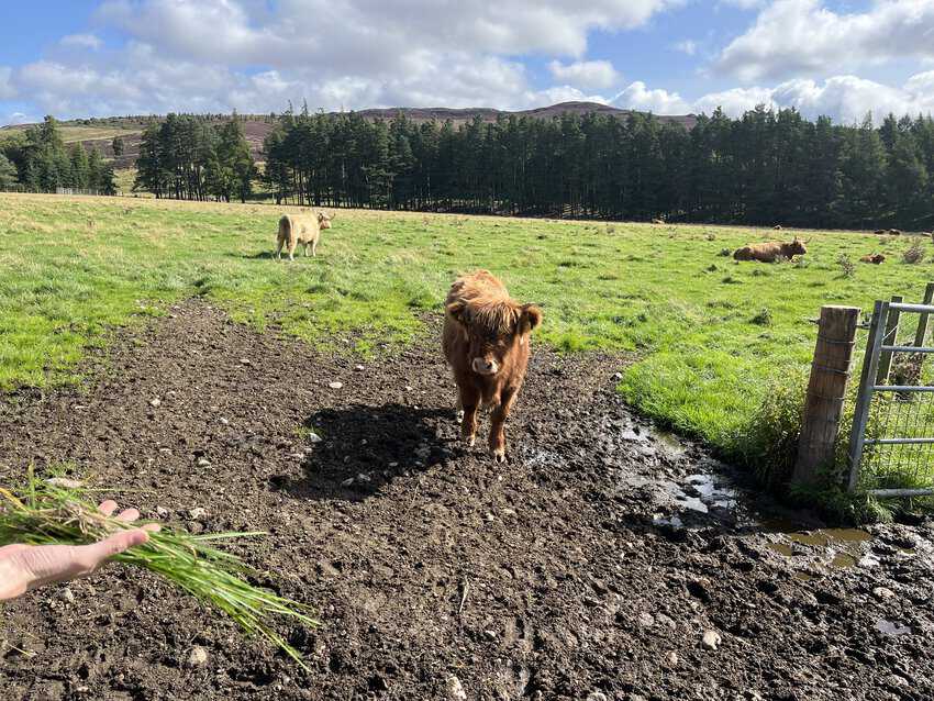 Navigating the Scottish Highlands by Car 6 A rare crop of scottish coos