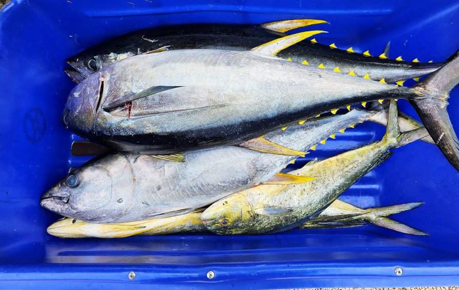 Montauk Tuna