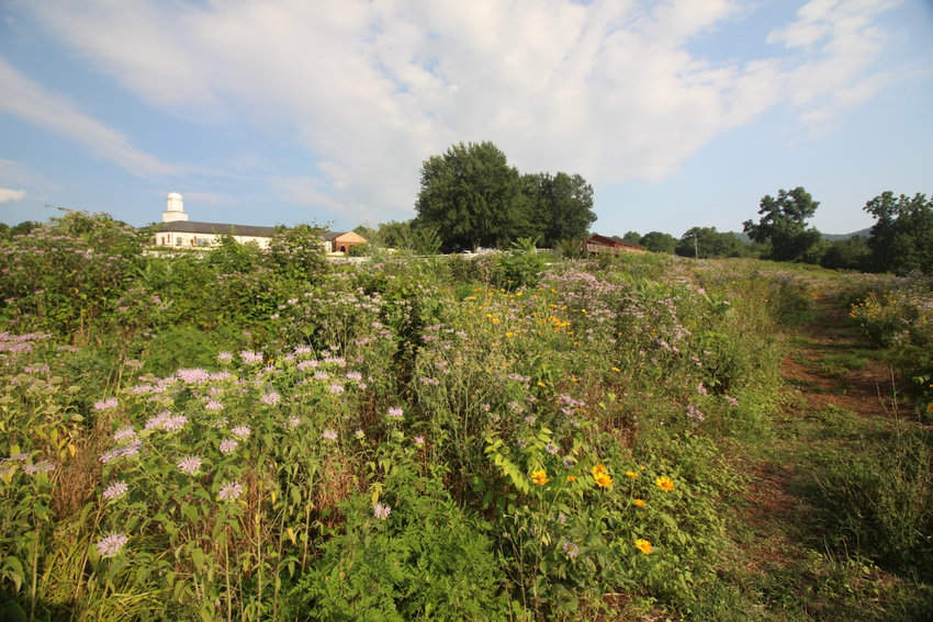 Barboursville winery is just behind the Allegrante Meadow. Photo by Kurt Jacobson