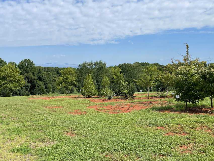 Orange County, Virginia Road Trip 10 The Blue Ridge Mountains were just visible the day I hiked the trails at Grelen. Photo by Kurt Jacobson