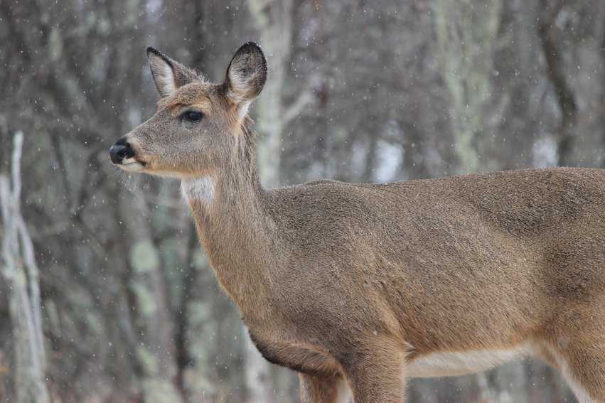 Orange County, Virginia Road Trip 12 A white tailed deer in Shenandoah National Park. Photo by John Harpine