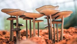 shrooms