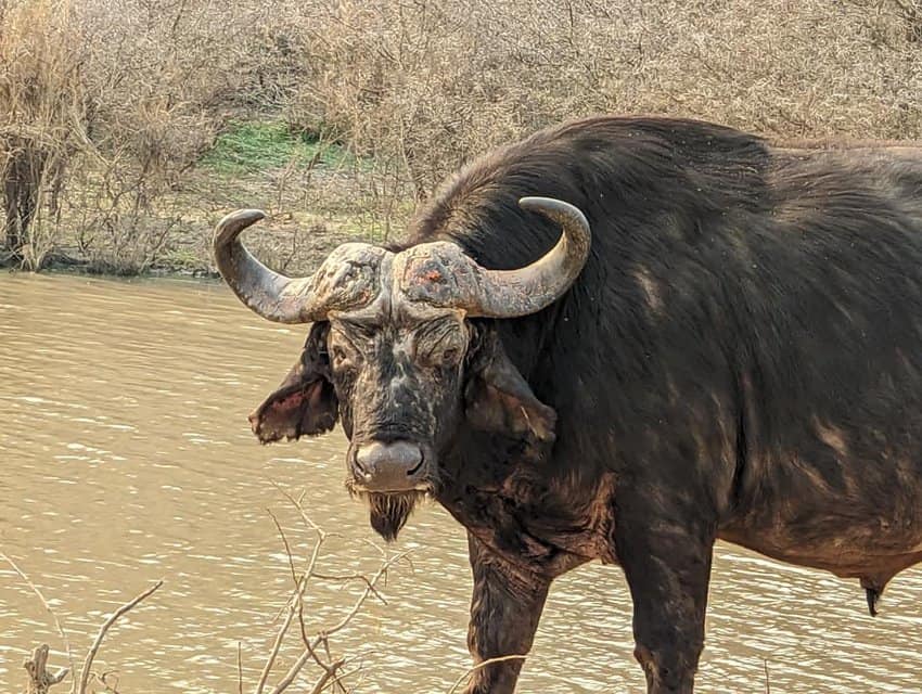 Big male cape buffalo on the game drive.