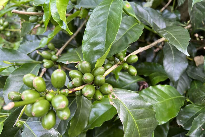 Panama: A Month in Delightful Boquete and Chiriqui 16 coffee beans