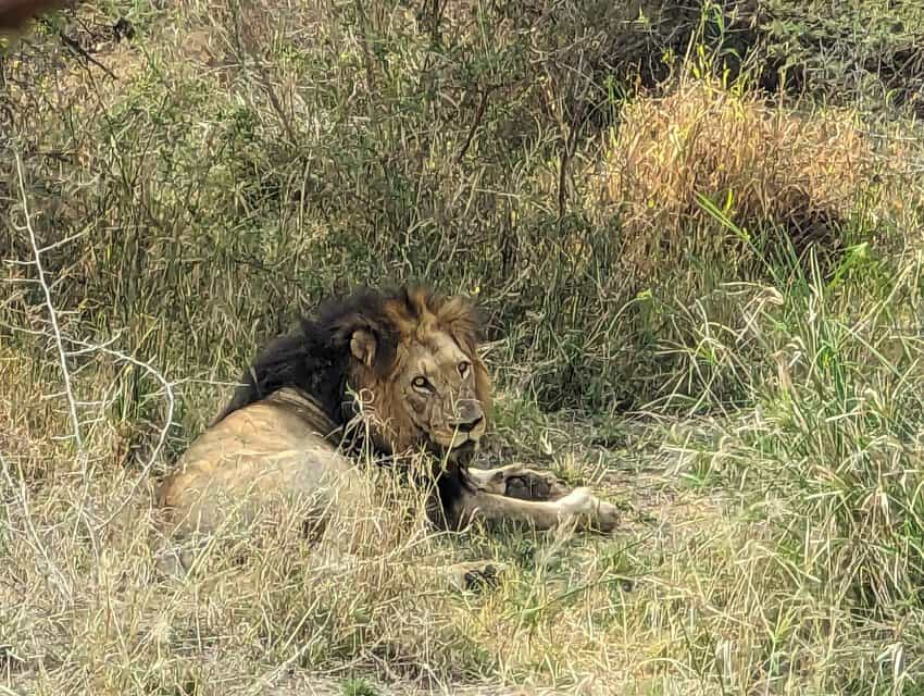 Kapama River Lodge,safari