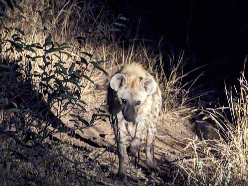 Hyena.