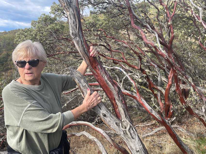 Medford, Oregon: The Heart of the Rogue 4 Robbie, one of the guides for Wine Hopper Tours, shows us a Madrone tree on the trail that takes you up to 2000 feet on Upper Table Rocks, near Medford Oregon.