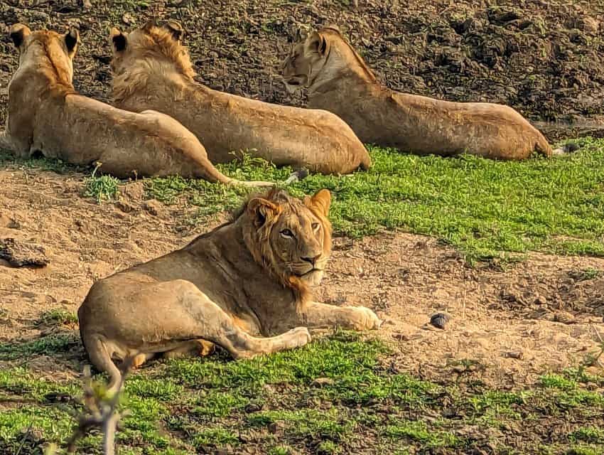 Kapama River Lodge,safari
