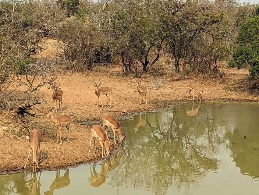 Mixed Impala Herd