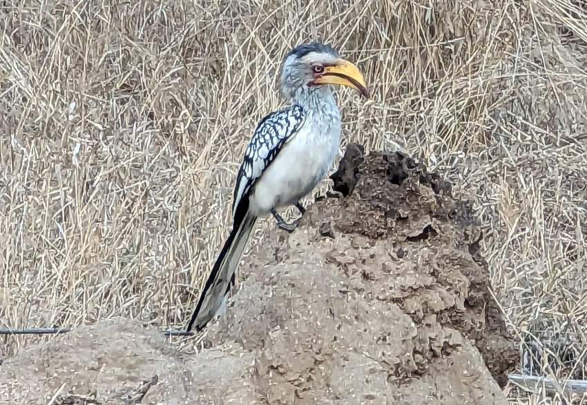 Zazu - S African Hornbill