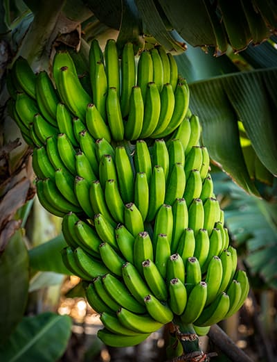 Exploring Gran Canaria in the Canary Islands 4 Bananas Hacienda La Rekompensa