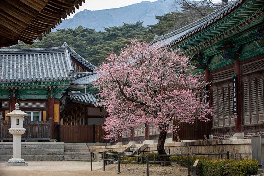 Zen and Temple Stays in South Korea 5 Cherry blossoms in bloom at Tongdosa temple (Photo by Cultural Corps of Korean Buddhism)