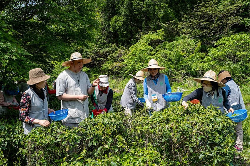 Zen and Temple Stays in South Korea 13 Green tea harvesting at Daeheungsa Temple (Photo by Cultural Corps of Korean Buddhism)