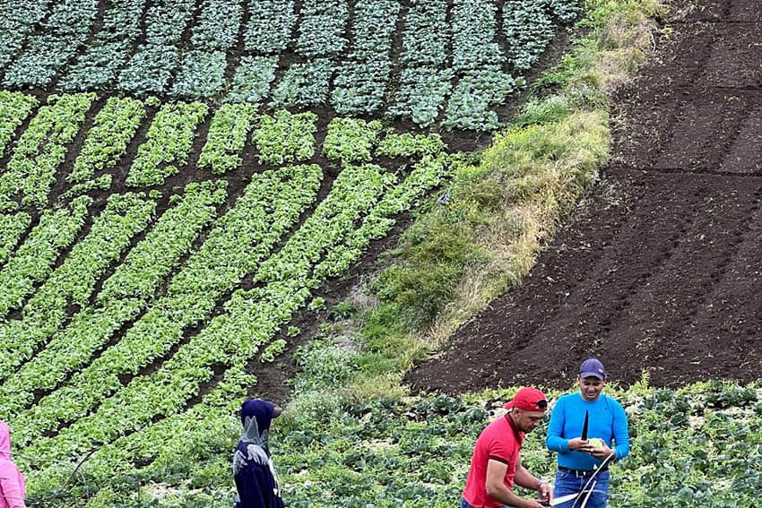 vertical fields Cerro Punta