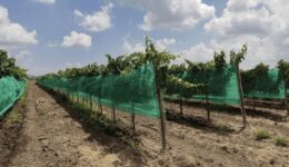 Netting helps protect the vines and grape clusters from destructive ice balls.