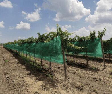 Netting helps protect the vines and grape clusters from destructive ice balls.