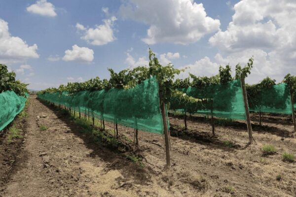 Netting helps protect the vines and grape clusters from destructive ice balls.