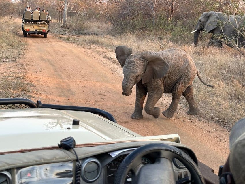 Baby elephant as the right of way in the park.