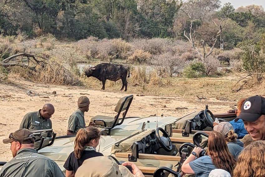 Cape Buffalo Interrupting the Morning Break photo by Michael Kompanik