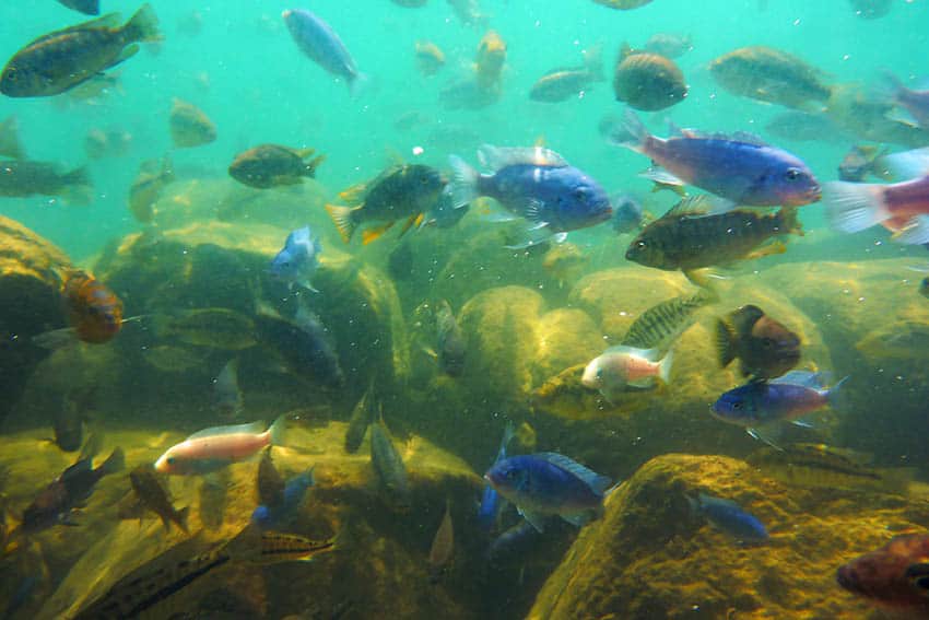 A Legendary African Ferry on Lake Malawi 11 Cichlids of all colors and sizes at the Thumbi Island snorkeling spot, Cape Maclear