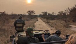 On the Evening Game Drive Near Sunset photo by Michael Kompanik