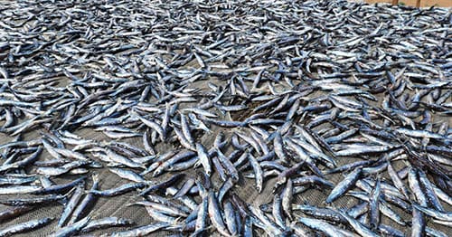 Fish drying in sun at Chipeyla, Likoma Island