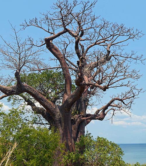 Likoma Island is studded with majestic baobob trees