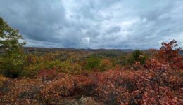 A peek into the fall foliage in Connecticut. Kaelie Piscatello photos.