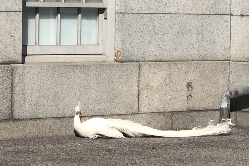 Four of the Best Parks in Upper Manhattan 11 A white peacock resting along the building of Cathedral of St. John the Divine. Photo by Susmita Sengupta