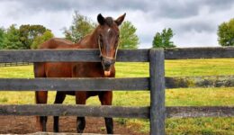 You can see miles of horse paddocks around Central Kentucky