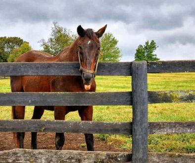 You can see miles of horse paddocks around Central Kentucky