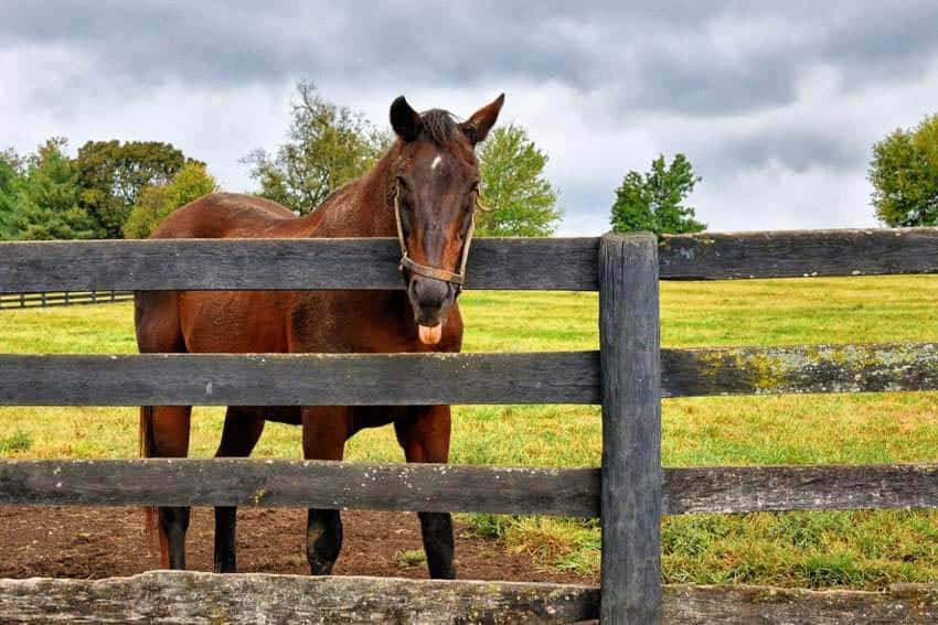Horses, Bourbon, and More in Central Kentucky 1 You can see miles of horse paddocks around Central Kentucky (Tab Hauser Photo)
