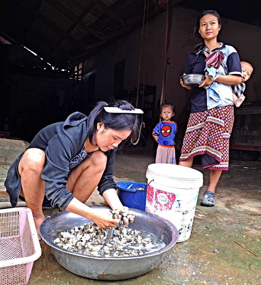 Snails, considered a rice-paddy pest by some, are grilled or used in Lao stews--village: Bang Vieng Sa Mai.